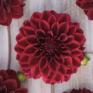 Dahlia Kingsblood