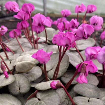 Hardy Cyclamen Coum - Light Pink in Bud & Bloom