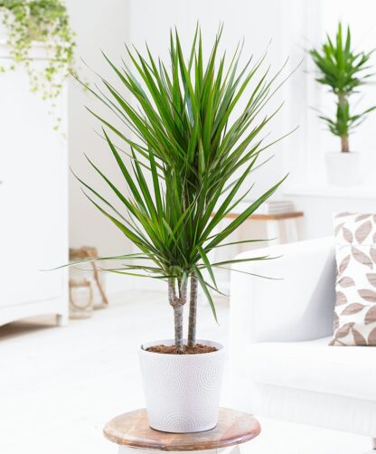 Dracaena Marginata - Large 100-130cm