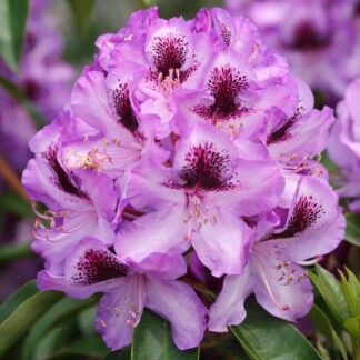 Rhododendron 'Durantik'