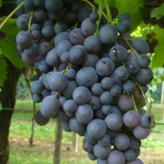 Vitis Vinifera - Moscato D'Amburgo - Black Muscat Grape - Circa 130-160cm