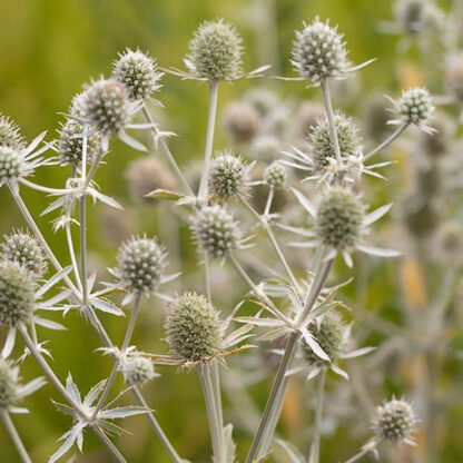 Eryngium Planum 'White Glitter'