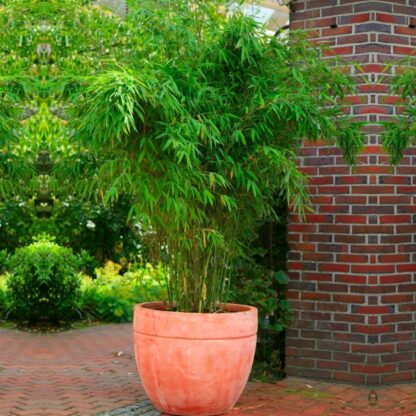 Fargesia Murieliae 'Rufa' - Umbrella Bamboo - Large Circa 80-120cm Tall