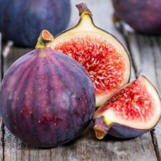 Ficus Carica - Large Fig Tree - Circa 4-5ft Standard Fig Tree