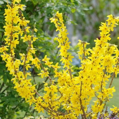 Forsythia Goldrush - Plants in Bud And Bloom