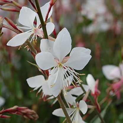 Gaura Lindheimeri Sparkle White