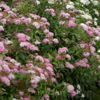 Spiraea Japonica 'Genpei'