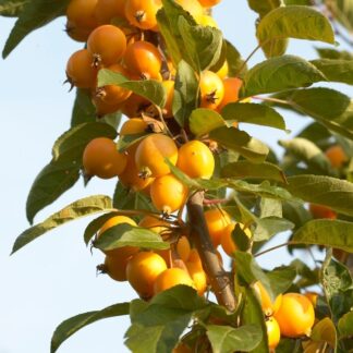 Crabapple Tree - Malus Golden Hornet - Circa 5ft