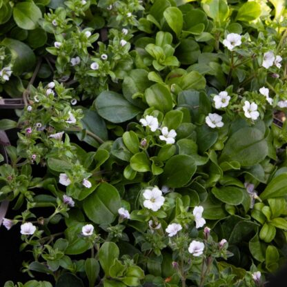 Gypsophila Cerastioides 'Pretty Maid'