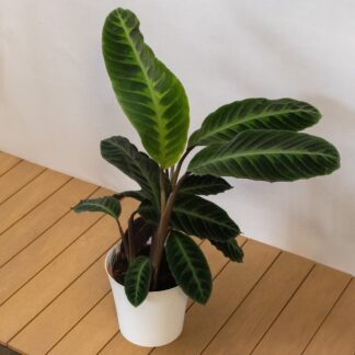 Calathea Warscewiczii