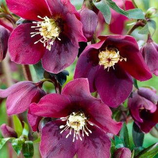Helleborus x Hybridus 'Hello Red' - Oriental Hellebore
