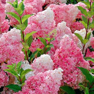 Hydrangea Paniculata Vanilla Fraise - Large Vanilla Strawberry Hydrangea
