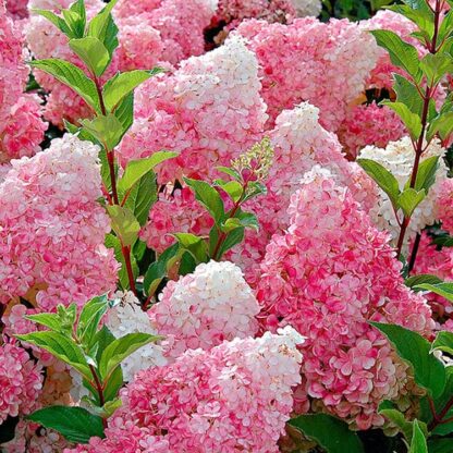 Hydrangea Paniculata Vanilla Fraise - Large Vanilla Strawberry Hydrangea
