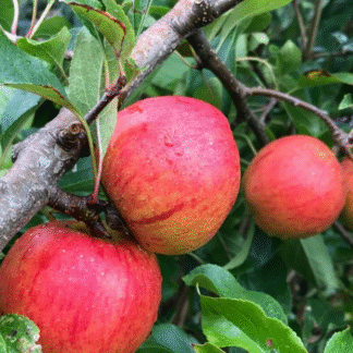 Apple Tree - Christmas Pippin (Mm106)
