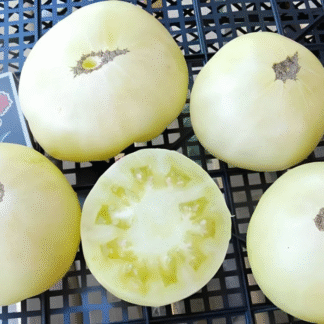 Tomato Plant 'White Sugar'