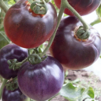 Tomato Plant 'Blue Pitts'