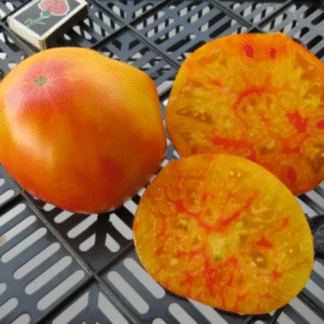 Tomato Plant 'Grandma Viney's Yellow And Pink'