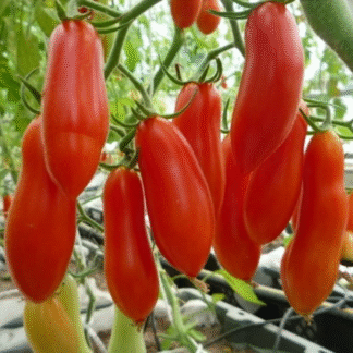 Tomato Plant 'Red Banana'