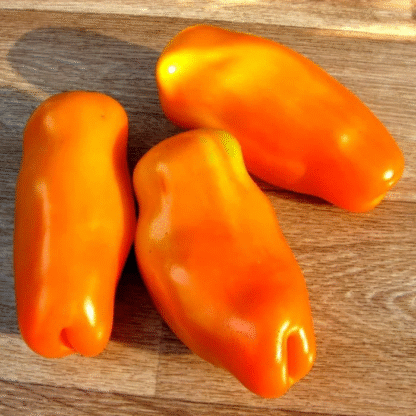 Tomato Plant 'Eros'