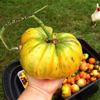 Tomato Plant 'Orange Jazz'