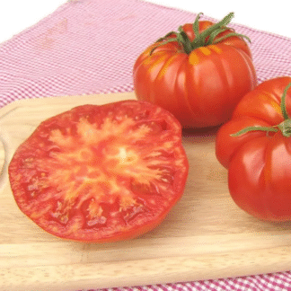 Tomato Plant 'Brutus'