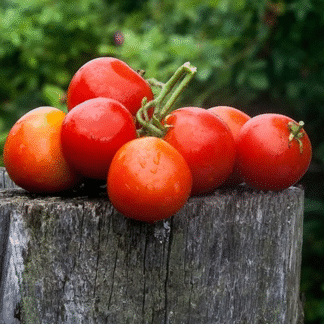 Tomato Plant 'Denis'