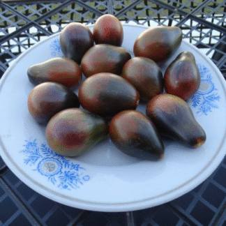 Tomato Plant 'Blue Keys'
