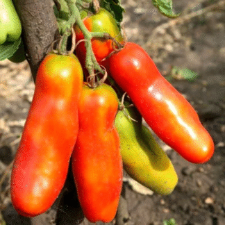Tomato Plant 'Lady Fingers'