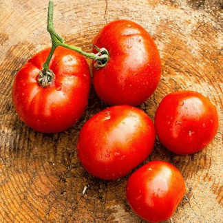 Tomato Plant 'Red Rooster'
