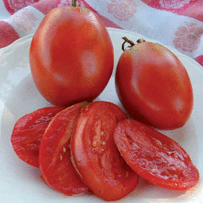 Tomato Plant 'Amish Paste'