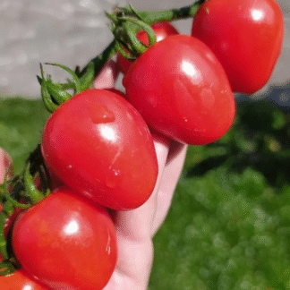 Tomato Plant Gardener's Sweetheart'