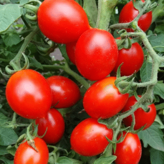 Tomato Plant 'Piennolo Del Vesuvio'