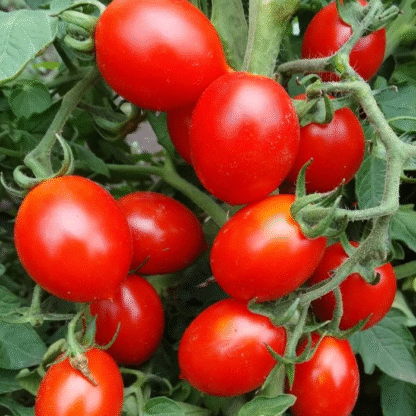Tomato Plant 'Piennolo Del Vesuvio'
