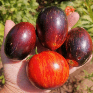 Tomato Plant 'Gargamel'