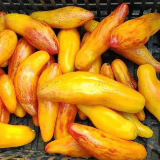 Tomato Plant 'Yellow Tulip'