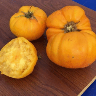 Tomato Plant 'Church Yellow'