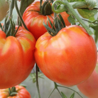 Tomato Plant 'King Kong'