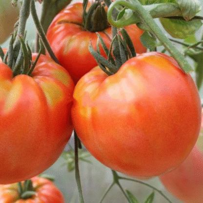 Tomato Plant 'King Kong'