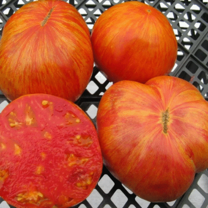 Tomato Plant 'Beauty King'