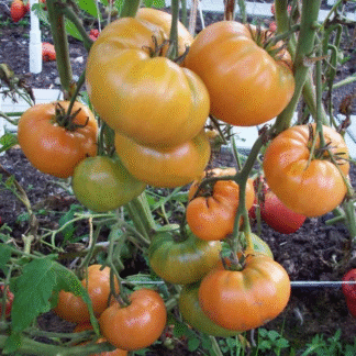 Tomato Plant 'Ruby Gold'