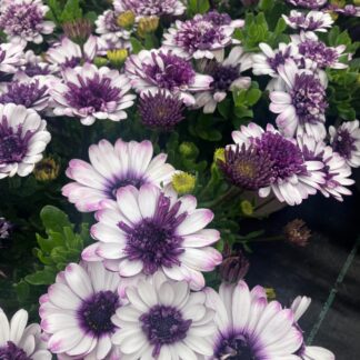 Osteospermum Double Blueberry Shake  - Double Flowering Cape Daisy