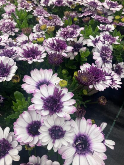 Osteospermum Double Blueberry Shake  - Double Flowering Cape Daisy