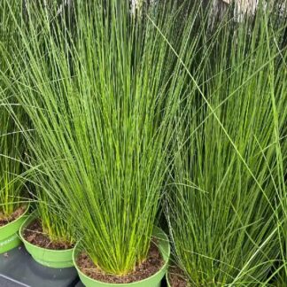 Juncus Effusus Pencil Grass