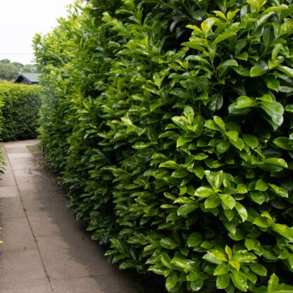 Laurel Hedging - Prunus Laurocerasus Etna Hedging Laurels - Circa 80-100cms