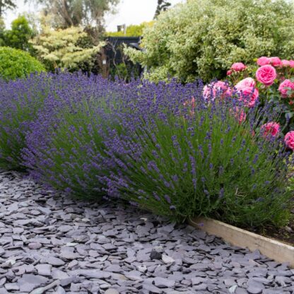Large - Lavendula Angustifolia Hidcote - English Lavender Hidcote Blue