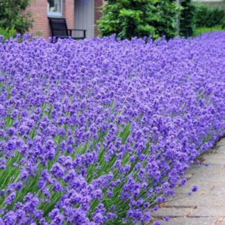 Munstead English Lavender - Lavandula Angustifolia 'Munstead' - Pack of 10 Plants