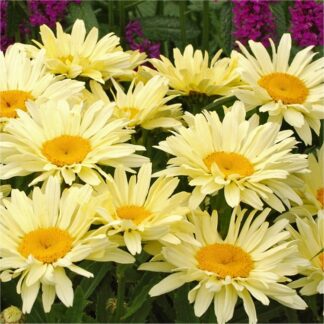 Leucanthemum Superba Banana Cream - Shasta Daisy