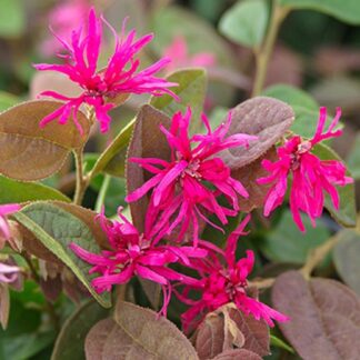 Loropetalum Chinense Daybreak's Flame