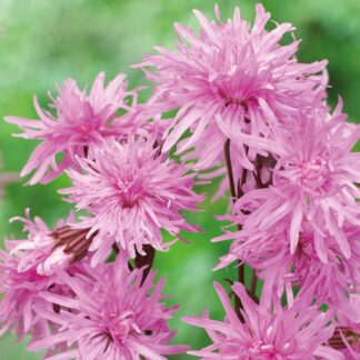 Lychnis 'Petit Jenny'