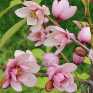 Magnolia Fairy Blush - Evergreen Tulip Tree - Circa 100cm